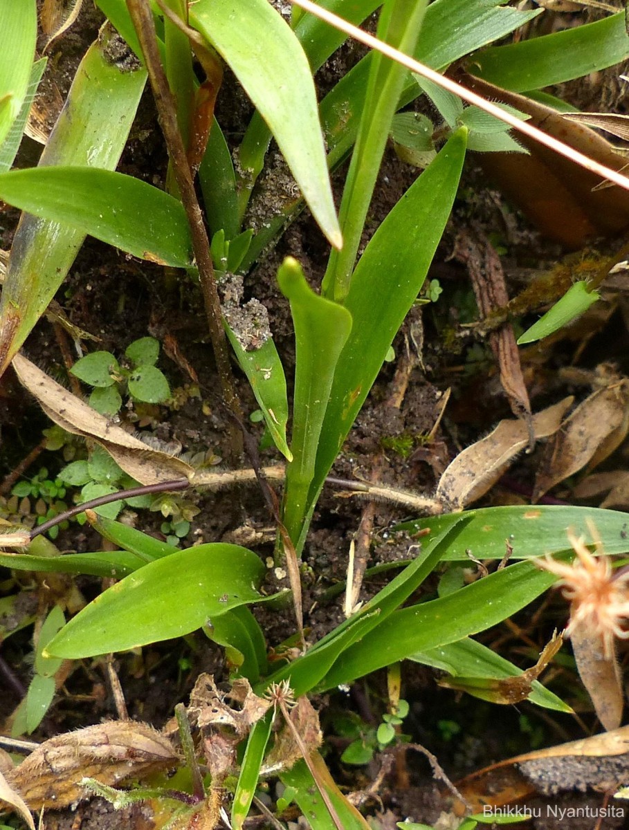 Burmannia disticha L.